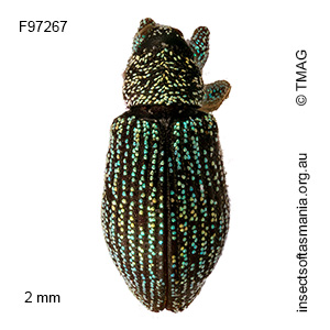 Misophrice viridisquama
