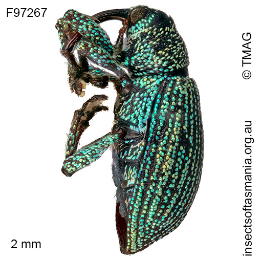 Misophrice viridisquama