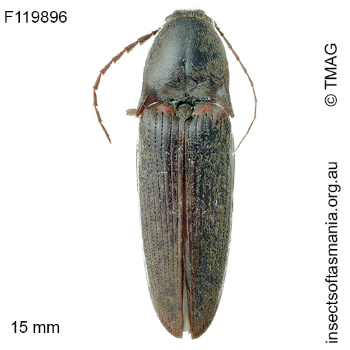 Monocrepidus basalis