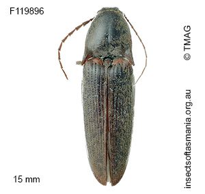Monocrepidus basalis