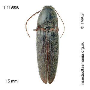 Monocrepidus basalis
