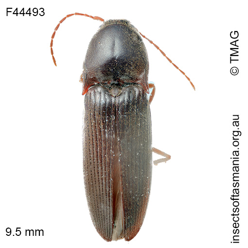 Monocrepidus-cerdo Monocrepidus cerdo