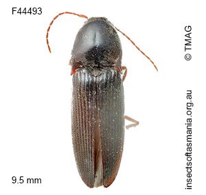 Monocrepidus cerdo