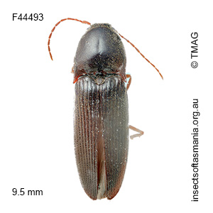 Monocrepidus cerdo