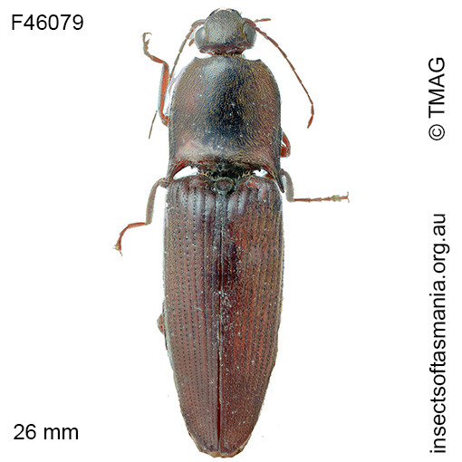 Monocrepidus-erubescens Monocrepidus erubescens