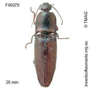 Monocrepidus erubescens