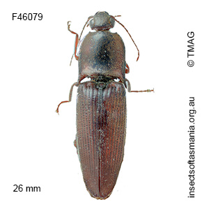 Monocrepidus erubescens