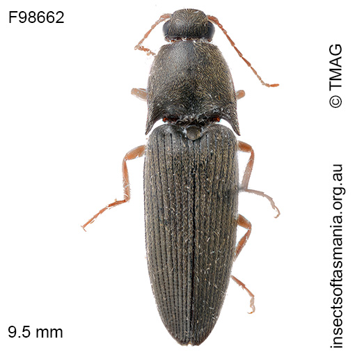 Monocrepidus fabrilis