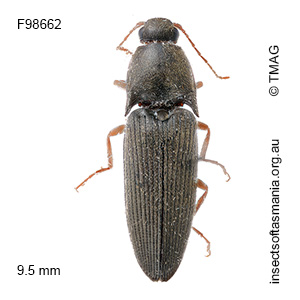 Monocrepidus fabrilis
