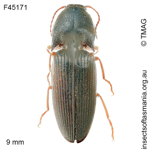 Monocrepidus tabidus