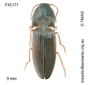 Monocrepidus tabidus