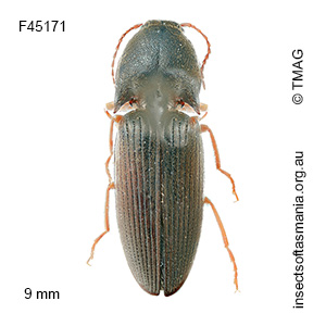 Monocrepidus tabidus