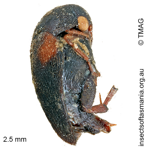 Mordella distincta