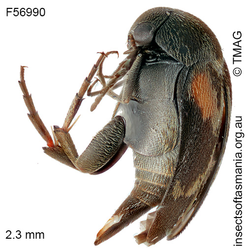 Mordella humeralis