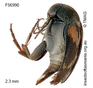 Mordella humeralis