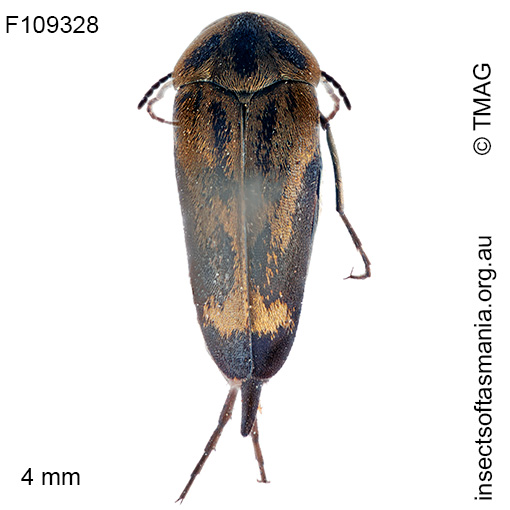 Mordella limbata