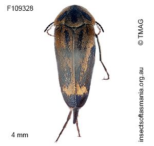Mordella limbata
