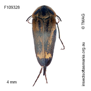 Mordella limbata
