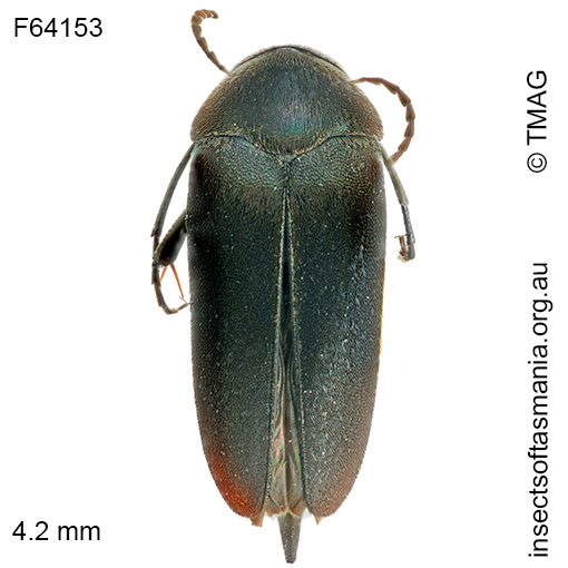 Mordella tristis