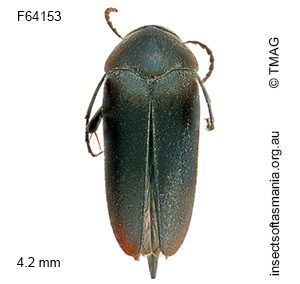 Mordella tristis