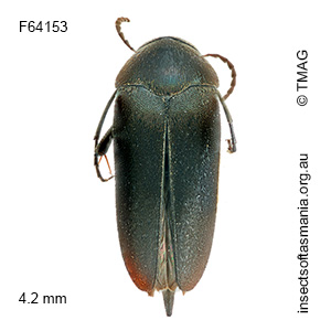 Mordella tristis