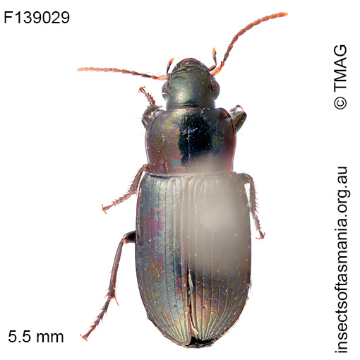 Notiobia rectangulus
