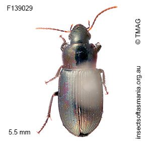 Notiobia rectangulus