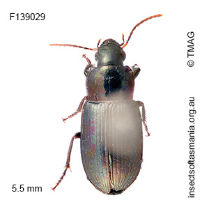 Notiobia rectangulus