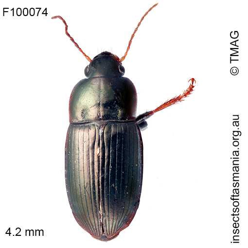 Notiobia viridipennis