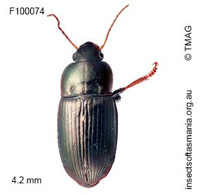 Notiobia viridipennis