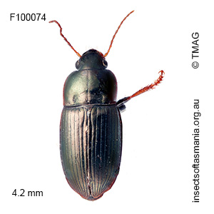 Notiobia viridipennis