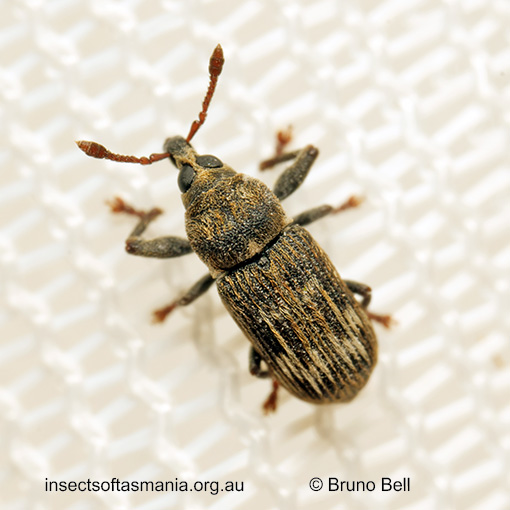 Notomagdalis mamillatus