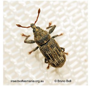 Notomagdalis mamillata