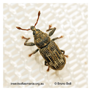 Notomagdalis mamillata
