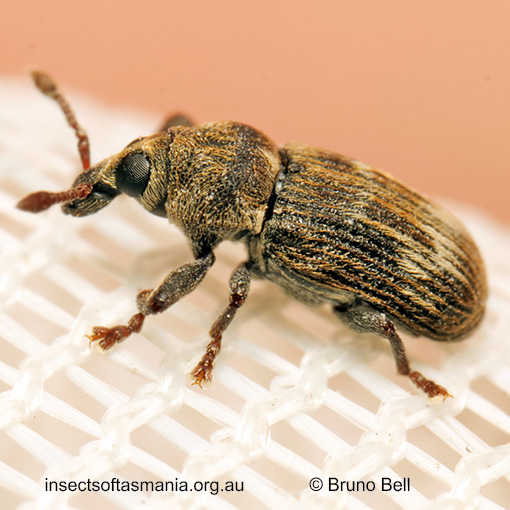 Notomagdalis mamillatus