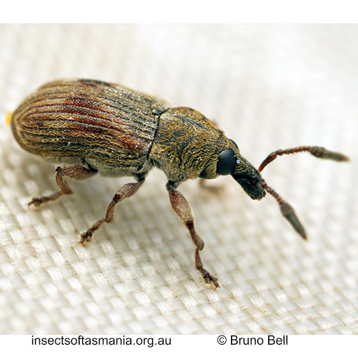 Notomagdalis mamillatus