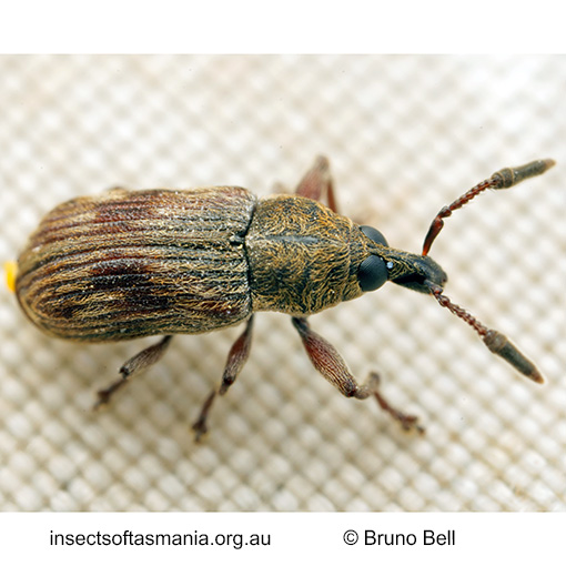 Notomagdalis mamillatus