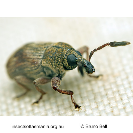 Notomagdalis mamillatus