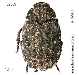 Omorgus tasmanicus