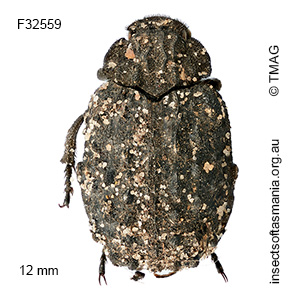 Omorgus tasmanicus