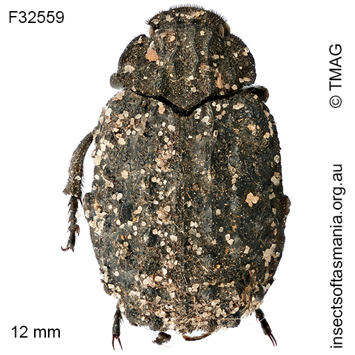 Omorgus-tasmanicus_a Omorgus tasmanicus