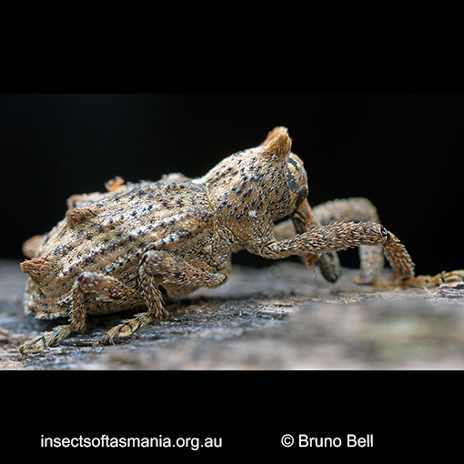 Orthorhinus TFIC sp 01