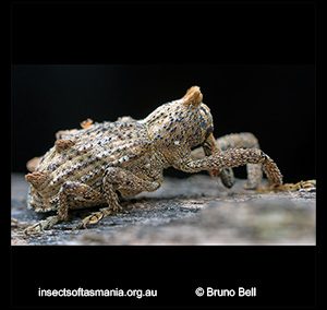 Orthorhinus TFIC sp 01