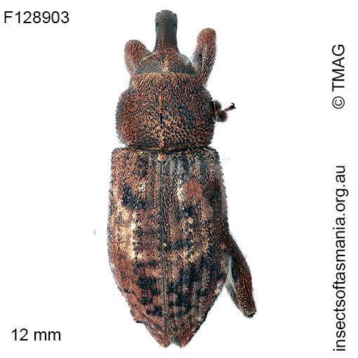 Parorthorhinus lepidotus