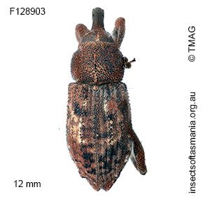 Parorthorhinus lepidotus