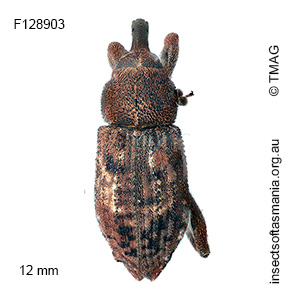 Parorthorhinus lepidotus