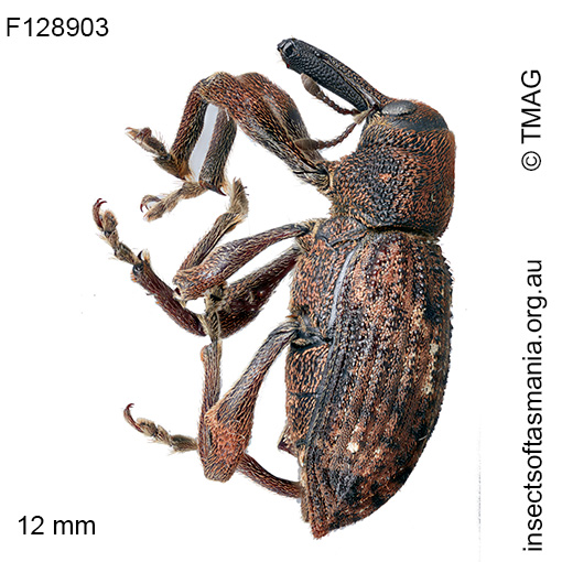 Parorthorhinus lepidotus