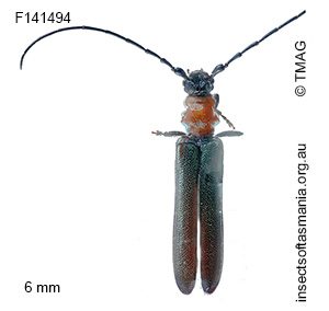 Phalota collaris