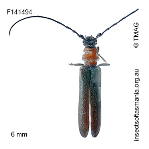 Phalota collaris