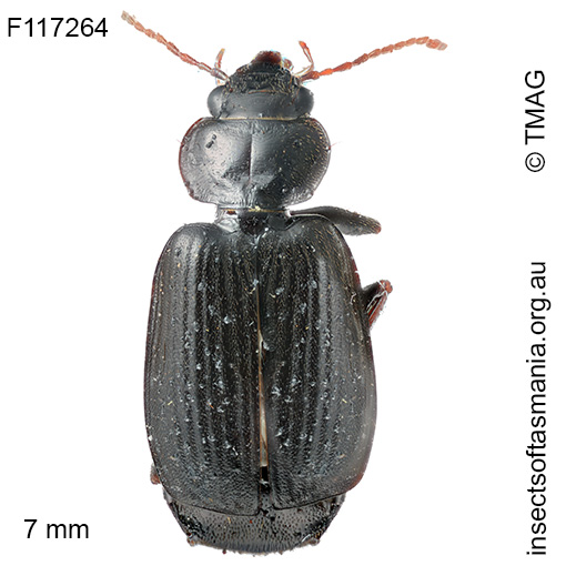 Philophlaeus moestus